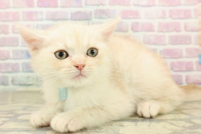 北海道のマンチカン (Coo&RIKU札幌西店/2025年9月17日生まれ/男の子/クリームタビー)の子猫の2枚目の画像