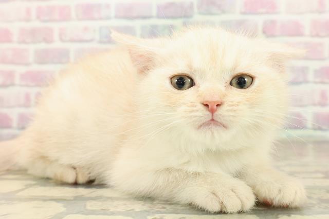 北海道のマンチカン (Coo&RIKU札幌西店/2025年9月17日生まれ/男の子/クリームタビー)の子猫の3枚目の画像