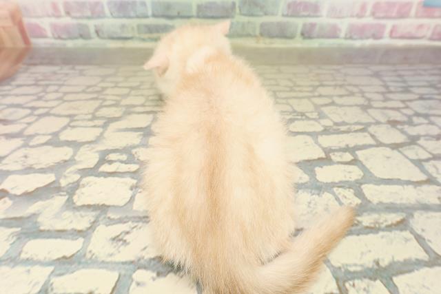 北海道のマンチカン (Coo&RIKU札幌西店/2025年9月17日生まれ/男の子/クリームタビー)の子猫の4枚目の画像