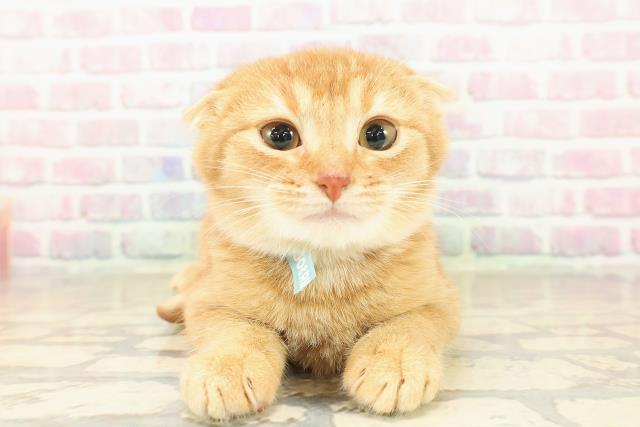 北海道のスコティッシュフォールド (Coo&RIKU室蘭店/2025年9月17日生まれ/男の子/レッドタビー)の子猫の1枚目の画像