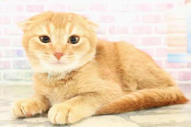 北海道のスコティッシュフォールド (Coo&RIKU室蘭店/2025年9月17日生まれ/男の子/レッドタビー)の子猫の2枚目の画像