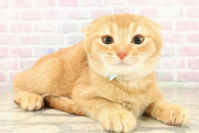 北海道のスコティッシュフォールド (Coo&RIKU室蘭店/2025年9月17日生まれ/男の子/レッドタビー)の子猫の3枚目の画像