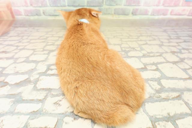 北海道のスコティッシュフォールド (Coo&RIKU室蘭店/2025年9月17日生まれ/男の子/レッドタビー)の子猫の4枚目の画像