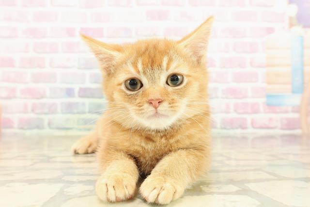 神奈川県のスコティッシュフォールド (Coo&RIKU横浜旭店/2025年9月17日生まれ/男の子/レッドタビー)の子猫の1枚目の画像