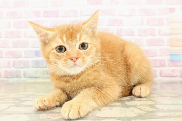 神奈川県のスコティッシュフォールド (Coo&RIKU横浜旭店/2025年9月17日生まれ/男の子/レッドタビー)の子猫の2枚目の画像