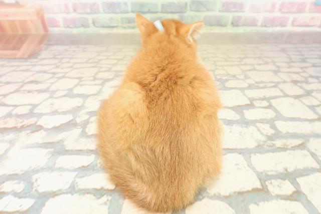 神奈川県のスコティッシュフォールド (Coo&RIKU横浜旭店/2025年9月17日生まれ/男の子/レッドタビー)の子猫の4枚目の画像