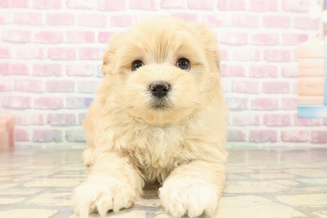 秋田県のマルプー(マルチーズ×プードル) (Coo&RIKU秋田店/2025年9月30日生まれ/男の子/アプリコット)の子犬の1枚目の画像