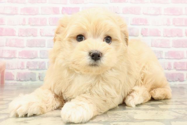 秋田県のマルプー(マルチーズ×プードル) (Coo&RIKU秋田店/2025年9月30日生まれ/男の子/アプリコット)の子犬の2枚目の画像