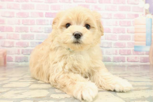 秋田県のマルプー(マルチーズ×プードル) (Coo&RIKU秋田店/2025年9月30日生まれ/男の子/アプリコット)の子犬の3枚目の画像