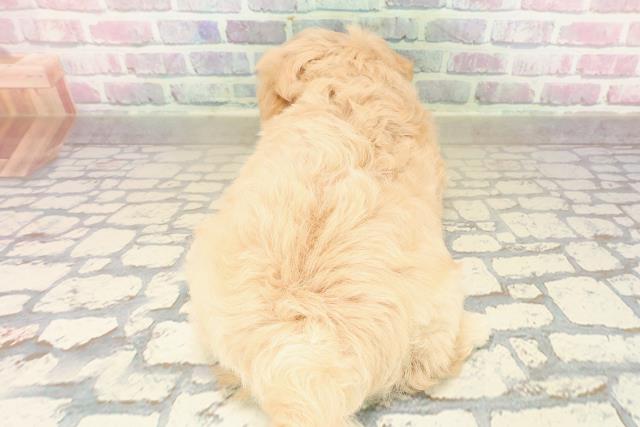 秋田県のマルプー(マルチーズ×プードル) (Coo&RIKU秋田店/2025年9月30日生まれ/男の子/アプリコット)の子犬の4枚目の画像