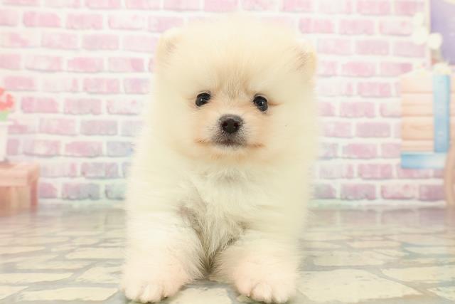 長野県のポメラニアン (Coo&RIKU綿半上田店/2025年9月28日生まれ/男の子/クリーム)の子犬の1枚目の画像