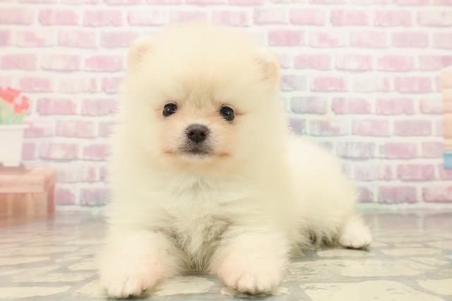 長野県のポメラニアン (Coo&RIKU綿半上田店/2025年9月28日生まれ/男の子/クリーム)の子犬の2枚目の画像