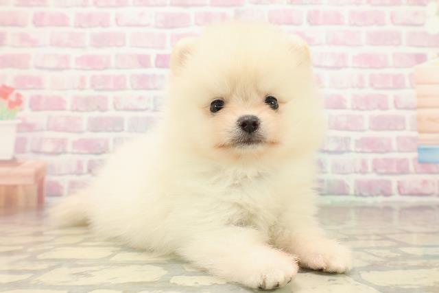 長野県のポメラニアン (Coo&RIKU綿半上田店/2025年9月28日生まれ/男の子/クリーム)の子犬の3枚目の画像