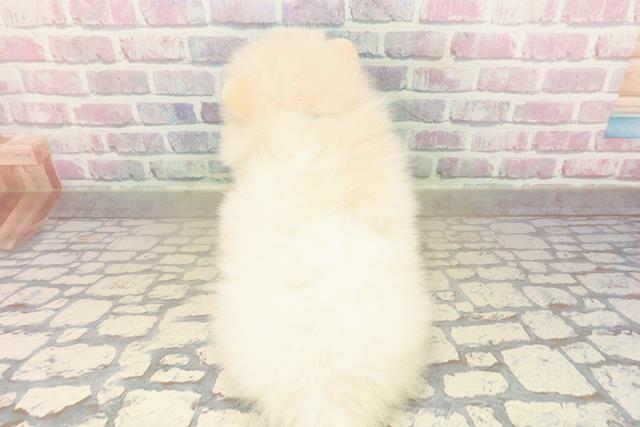 長野県のポメラニアン (Coo&RIKU綿半上田店/2025年9月28日生まれ/男の子/クリーム)の子犬の4枚目の画像