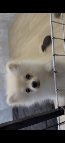 長野県のポメラニアン (Coo&RIKU綿半上田店/2025年9月28日生まれ/男の子/クリーム)の子犬の4枚目の画像