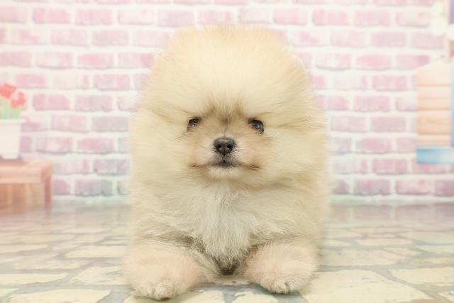 富山県のポメラニアン (Coo&RIKU富山店/2025年9月28日生まれ/女の子/オレンジ)の子犬の1枚目の画像