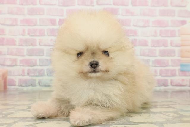 富山県のポメラニアン (Coo&RIKU富山店/2025年9月28日生まれ/女の子/オレンジ)の子犬の2枚目の画像