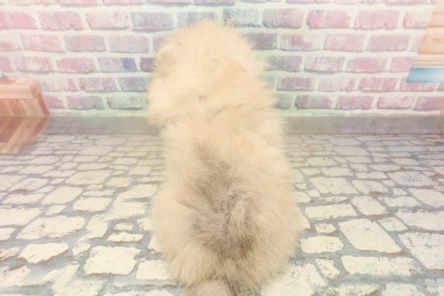 富山県のポメラニアン (Coo&RIKU富山店/2025年9月28日生まれ/女の子/オレンジ)の子犬の4枚目の画像