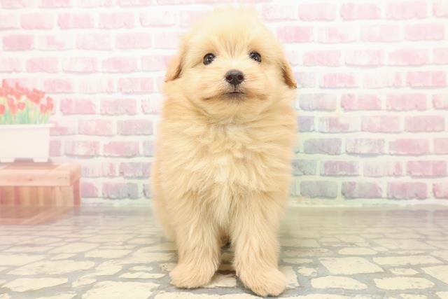 岩手県のポメプー(ポメラニアン×プードル) (Coo&RIKU岩手盛岡店/2025年9月30日生まれ/男の子/アプリコット)の子犬の1枚目の画像