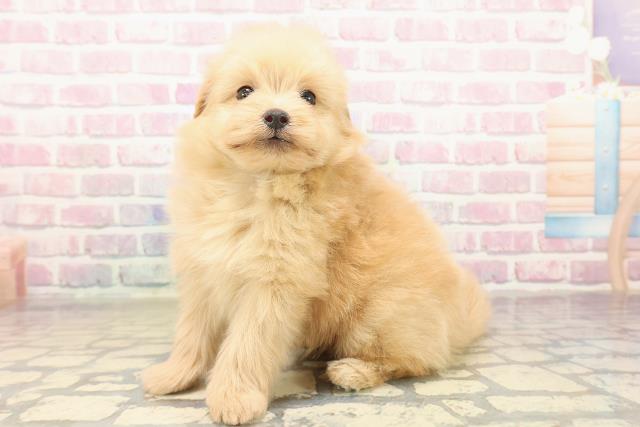 岩手県のポメプー(ポメラニアン×プードル) (Coo&RIKU岩手盛岡店/2025年9月30日生まれ/男の子/アプリコット)の子犬の2枚目の画像