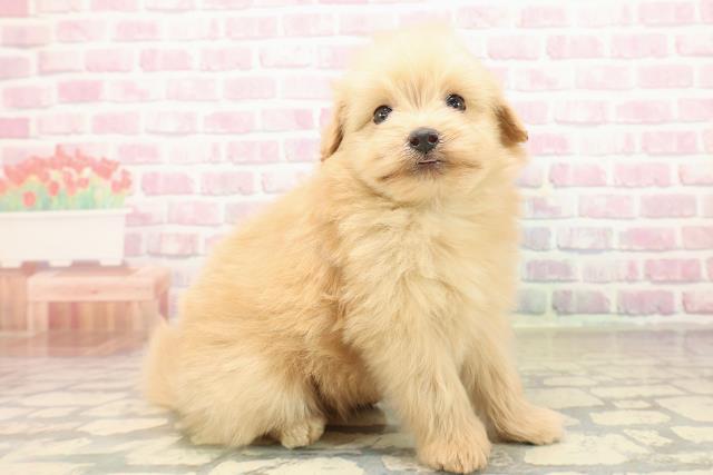 岩手県のポメプー(ポメラニアン×プードル) (Coo&RIKU岩手盛岡店/2025年9月30日生まれ/男の子/アプリコット)の子犬の3枚目の画像