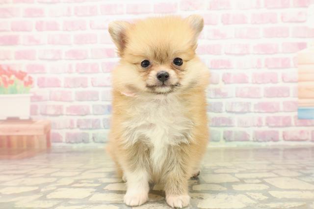 神奈川県のポメヨン/パピポメ/ポメパピ(ポメラニアン×パピヨン) (Coo&RIKU横浜旭店/2025年9月28日生まれ/女の子/オレンジ)の子犬の1枚目の画像