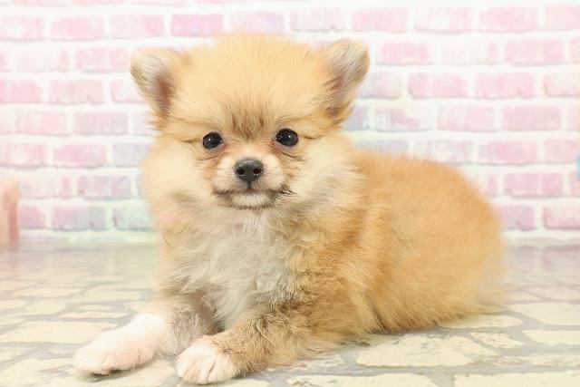 神奈川県のポメヨン/パピポメ/ポメパピ(ポメラニアン×パピヨン) (Coo&RIKU横浜旭店/2025年9月28日生まれ/女の子/オレンジ)の子犬の2枚目の画像