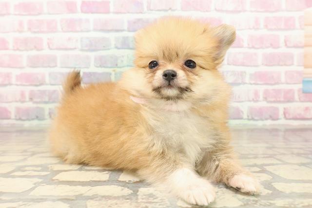 神奈川県のポメヨン/パピポメ/ポメパピ(ポメラニアン×パピヨン) (Coo&RIKU横浜旭店/2025年9月28日生まれ/女の子/オレンジ)の子犬の3枚目の画像