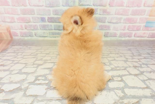 神奈川県のポメヨン/パピポメ/ポメパピ(ポメラニアン×パピヨン) (Coo&RIKU横浜旭店/2025年9月28日生まれ/女の子/オレンジ)の子犬の4枚目の画像