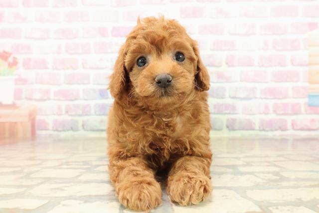 トイ・プードル