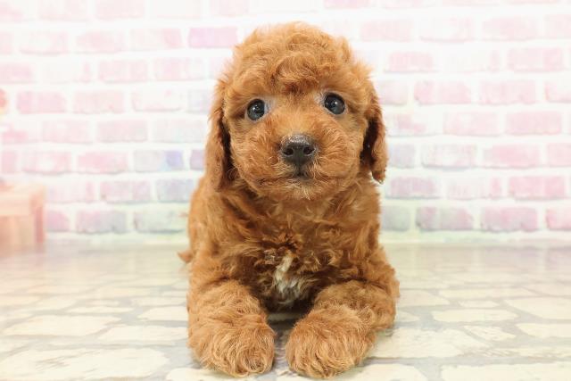 神奈川県のトイプードル(トイ) (Coo&RIKU横浜旭店/2025年9月28日生まれ/男の子/レッド)の子犬の1枚目の画像