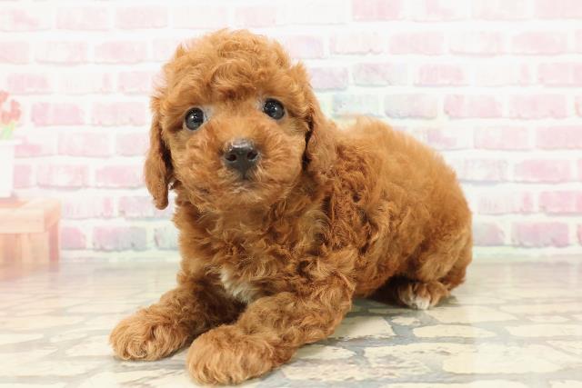 神奈川県のトイプードル(トイ) (Coo&RIKU横浜旭店/2025年9月28日生まれ/男の子/レッド)の子犬の2枚目の画像