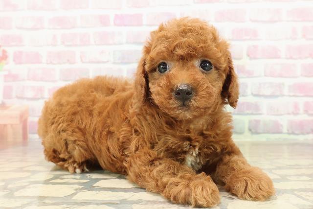 神奈川県のトイプードル(トイ) (Coo&RIKU横浜旭店/2025年9月28日生まれ/男の子/レッド)の子犬の3枚目の画像