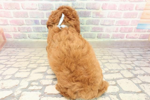 神奈川県のトイプードル(トイ) (Coo&RIKU横浜旭店/2025年9月28日生まれ/男の子/レッド)の子犬の4枚目の画像