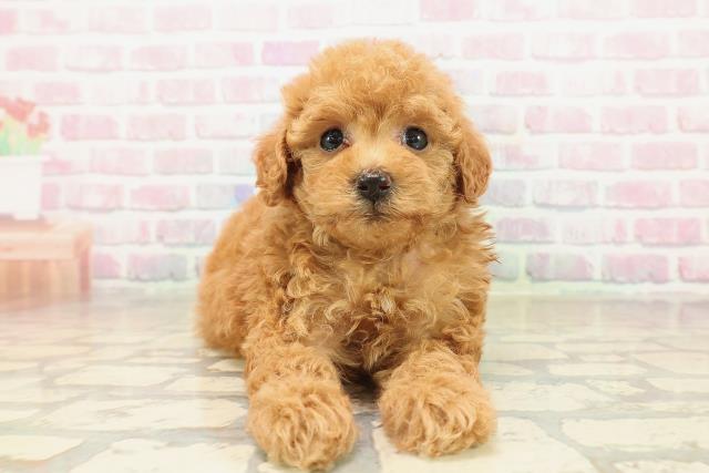 長野県のトイプードル(トイ) (Coo&RIKU松本店/2025年9月28日生まれ/女の子/アプリコット)の子犬