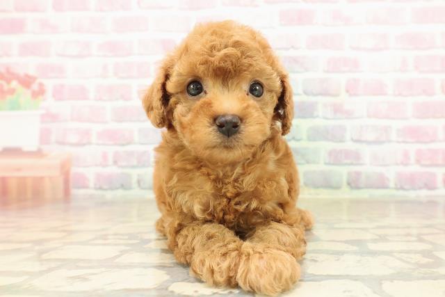 沖縄県のトイプードル(トイ) (Coo&RIKUイオン北谷店/2025年9月30日生まれ/男の子/アプリコット)の子犬の1枚目の画像