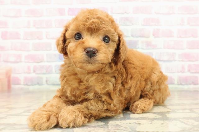 沖縄県のトイプードル(トイ) (Coo&RIKUイオン北谷店/2025年9月30日生まれ/男の子/アプリコット)の子犬の2枚目の画像