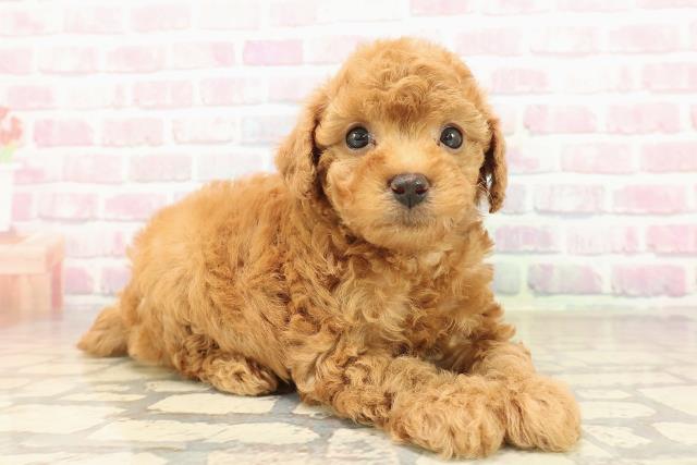 沖縄県のトイプードル(トイ) (Coo&RIKUイオン北谷店/2025年9月30日生まれ/男の子/アプリコット)の子犬の3枚目の画像