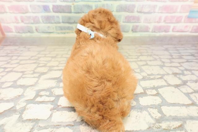 沖縄県のトイプードル(トイ) (Coo&RIKUイオン北谷店/2025年9月30日生まれ/男の子/アプリコット)の子犬の4枚目の画像