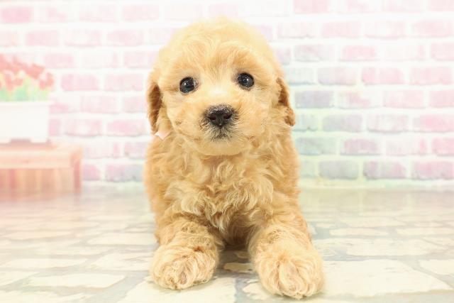 富山県のトイプードル(トイ) (Coo&RIKU富山店/2025年9月30日生まれ/女の子/アプリコット)の子犬