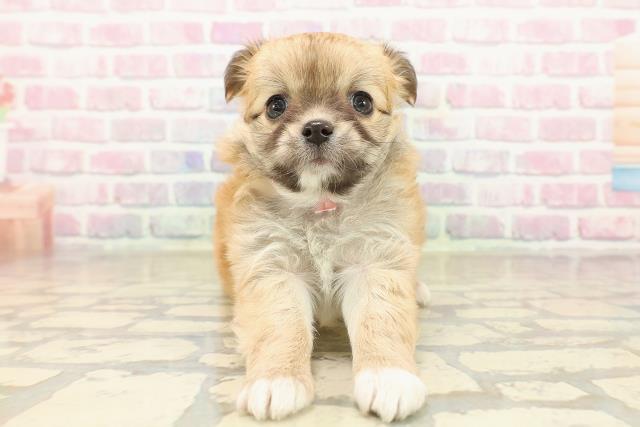 新潟県のチワワ(ロング) (Coo&RIKU長岡店/2025年9月29日生まれ/女の子/レッドホワイト)の子犬