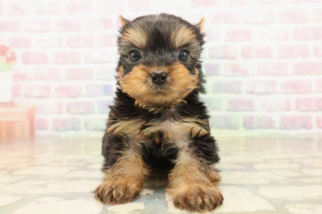 群馬県のヨークシャーテリア (Coo&RIKU伊勢崎店/2025年9月29日生まれ/男の子/スチールブルータン)の子犬