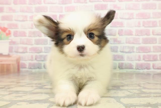 新潟県のパピヨン (Coo&RIKU長岡店/2025年9月29日生まれ/男の子/ホワイトブラウン)の子犬