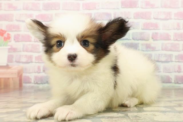 新潟県のパピヨン (Coo&RIKU長岡店/2025年9月29日生まれ/男の子/ホワイトブラウン)の子犬の2枚目の画像