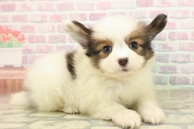 新潟県のパピヨン (Coo&RIKU長岡店/2025年9月29日生まれ/男の子/ホワイトブラウン)の子犬の3枚目の画像