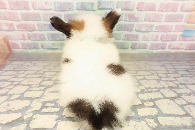 新潟県のパピヨン (Coo&RIKU長岡店/2025年9月29日生まれ/男の子/ホワイトブラウン)の子犬の4枚目の画像