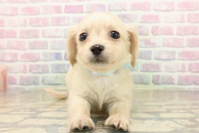 福井県のチワックス(チワワ×ダックス) (Coo&RIKU福井店/2025年9月27日生まれ/男の子/イエロー)の子犬