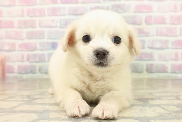 群馬県のチワックス(チワワ×ダックス) (Coo&RIKU高崎店/2025年9月30日生まれ/男の子/イエロー)の子犬の1枚目の画像