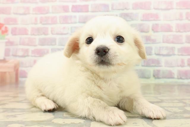 群馬県のチワックス(チワワ×ダックス) (Coo&RIKU高崎店/2025年9月30日生まれ/男の子/イエロー)の子犬の3枚目の画像