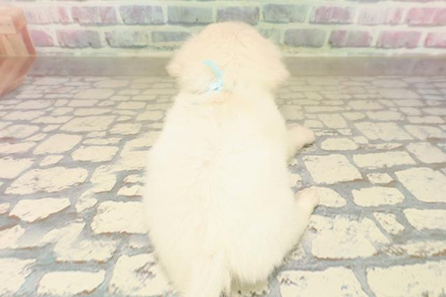 群馬県のチワックス(チワワ×ダックス) (Coo&RIKU高崎店/2025年9月30日生まれ/男の子/イエロー)の子犬の4枚目の画像